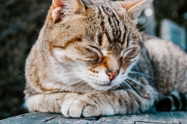 猫咪的这根东西很神奇？